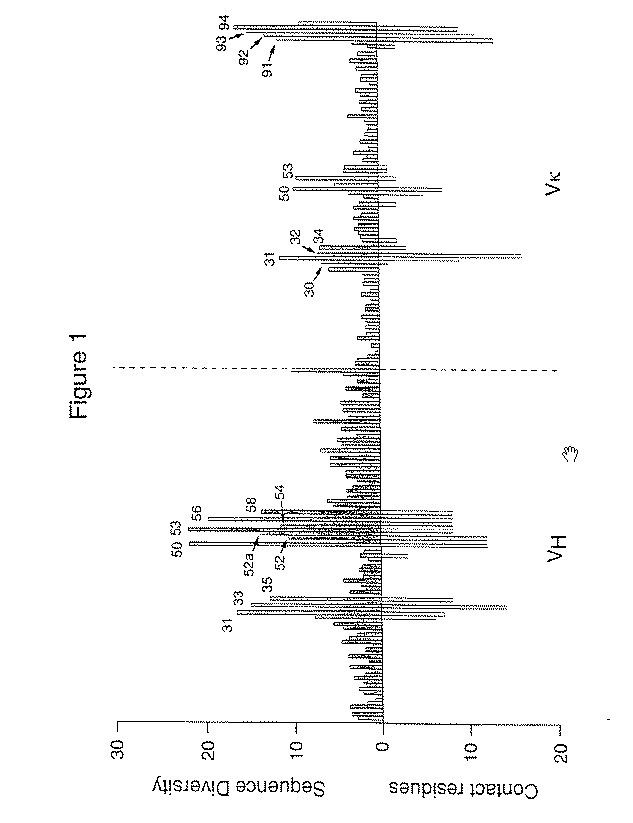 Method to screen phage display libraries with different ligands