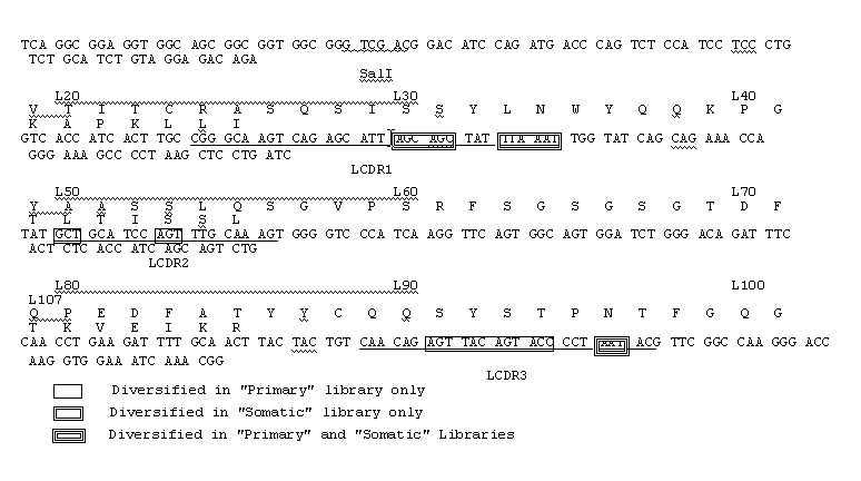 Method to screen phage display libraries with different ligands