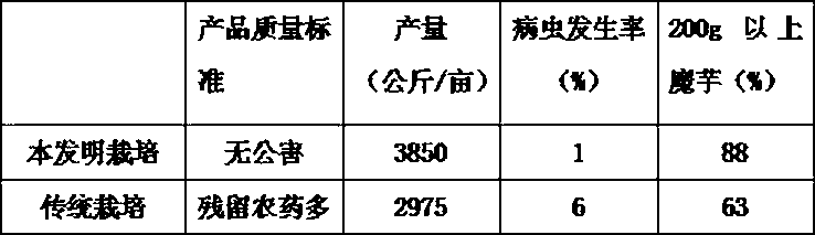 High-mountain konjak cultivation technique