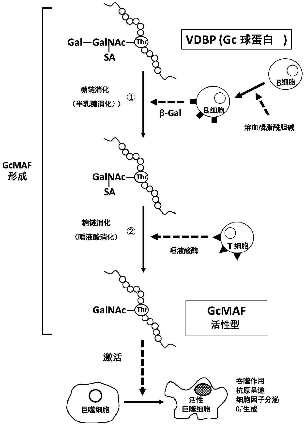 Method for producing active GcMAF