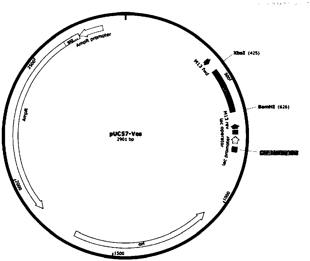 Primer for detecting Vesivirus 2117 viral pollution in CHO cell, kit and method