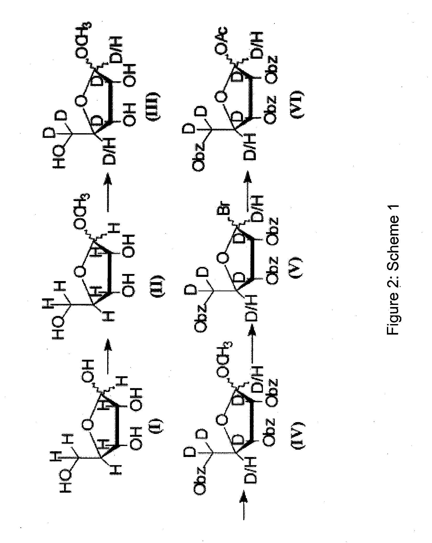 Synthesis of deuterated ribo nucleosides, N-protected phosphoramidites, and oligonucleotides