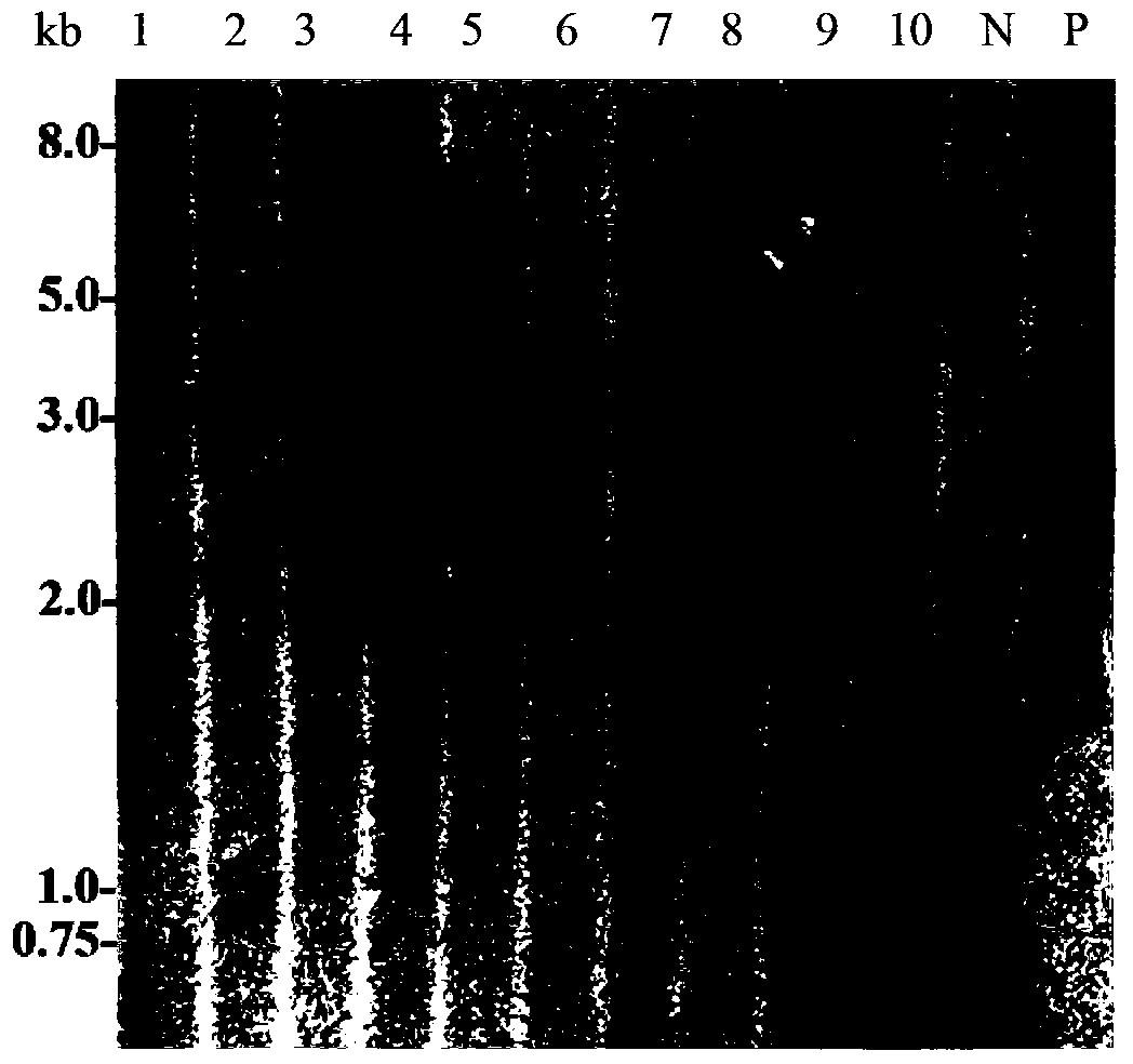 Method for obtaining transgene wheat by using gene gun, and special culture medium