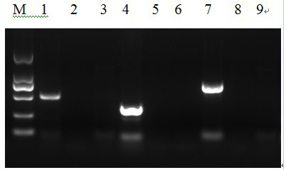 Multiplex pcr detection kit for pathogens of common bacterial diseases in cattle