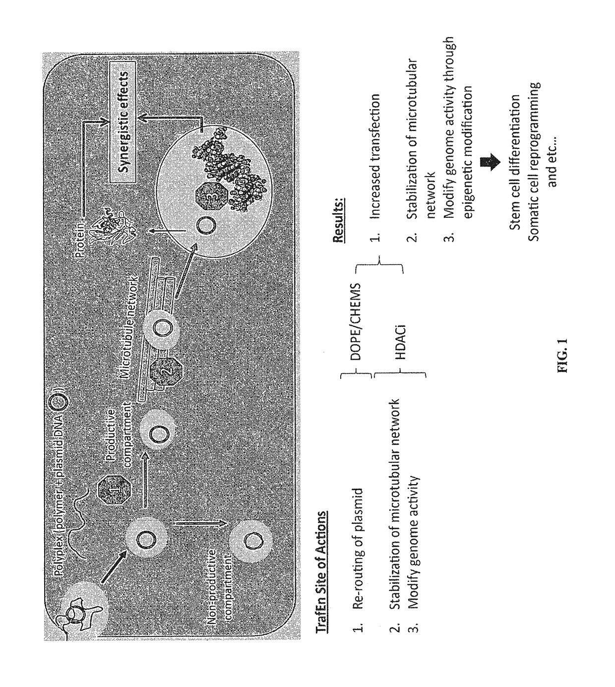 Reagent for gene-drug therapeutics