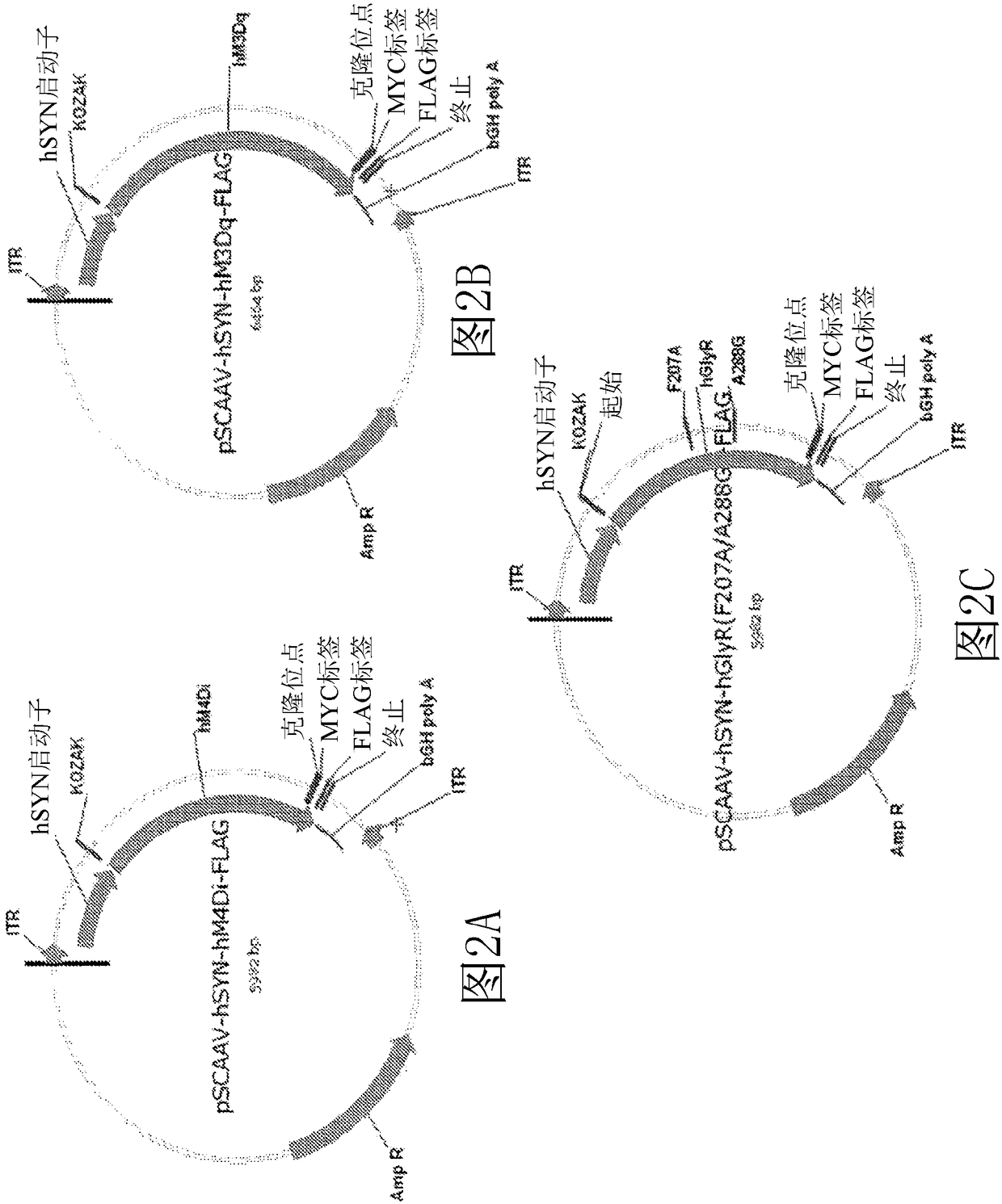 Compositions and methods for treating neurological disorders