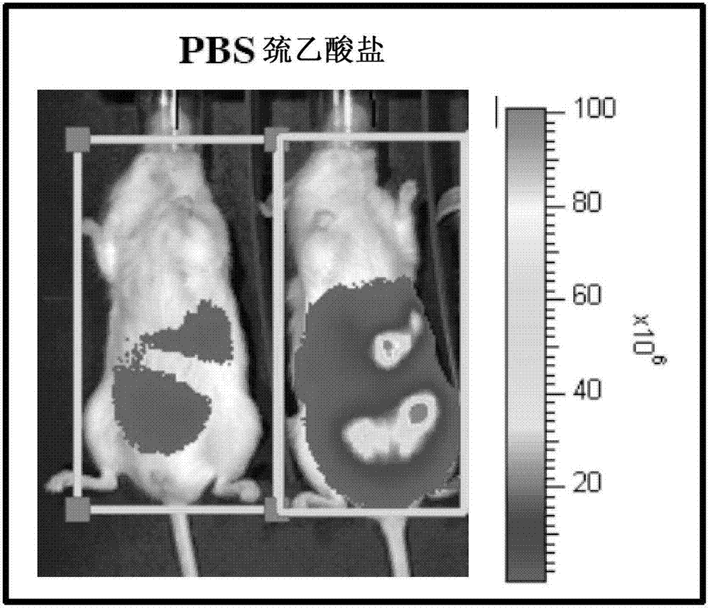 Catenae: serosal cancer stem cells