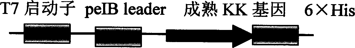 Recombinant expression vector expressing human pancreatic tissue kallikrein gene and prepn of human pancreatic tissue kallikrein