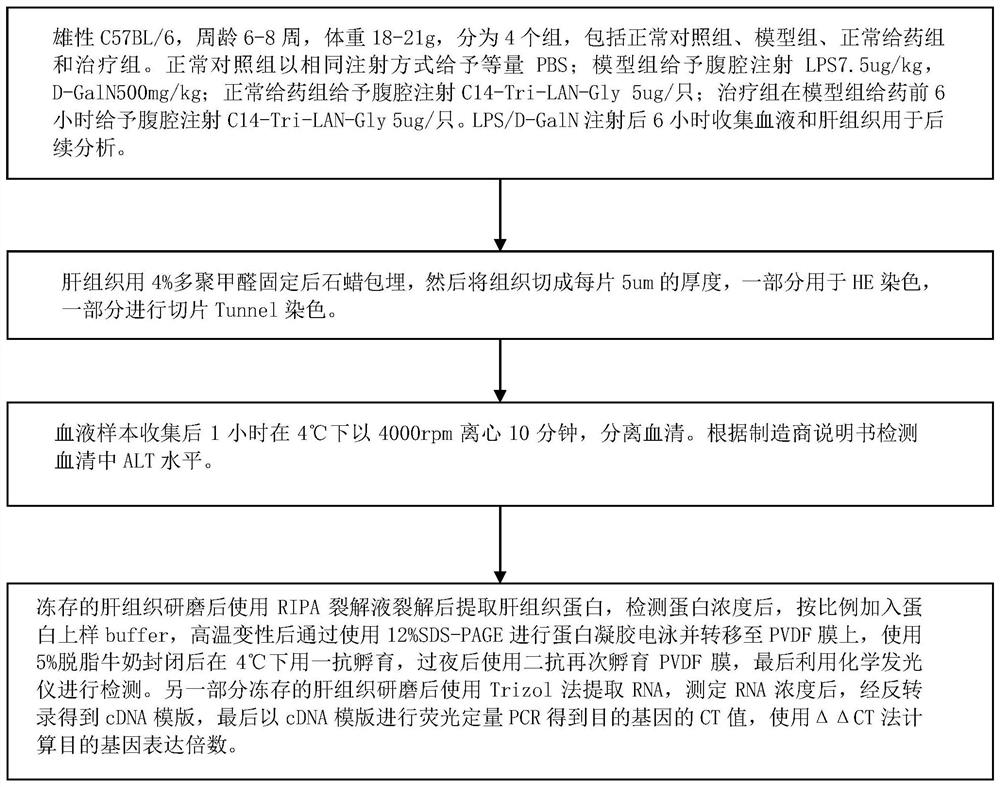 A drug for preventing and treating fulminant hepatitis