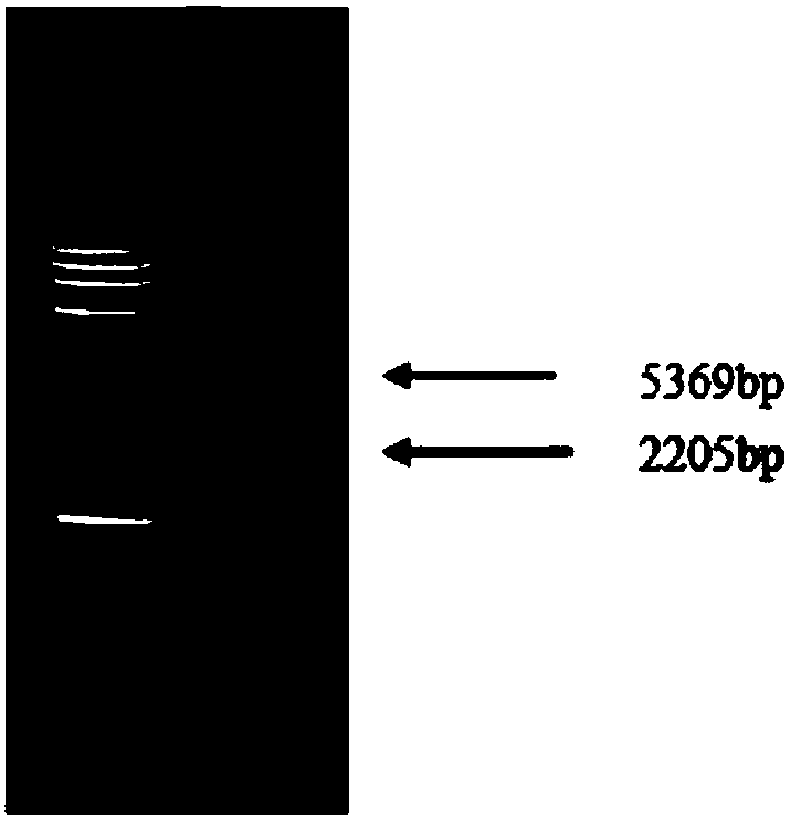 Fusion gene of mycoplasma hyopneumoniae and preparation method thereof