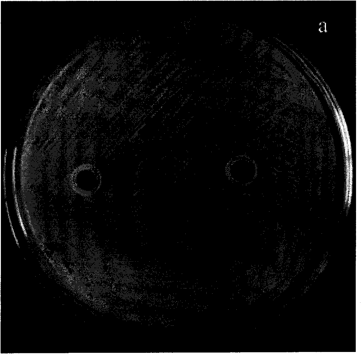 Gelatin bacteriostatic fiber modified by trivalent cerium and preparation method and application thereof