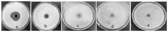 A kind of preparation method and application of natural quorum sensing inhibitor