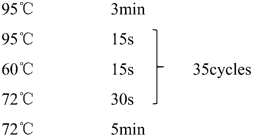 Method for detecting colorectal cancer driving gene and susceptible SNP (Single Nucleotide Polymorphism) based on nucleic acid mass-spectrometric technology