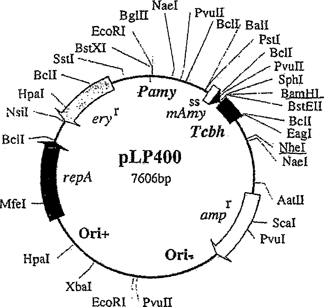 Recombinant lactobacillus and use of the same