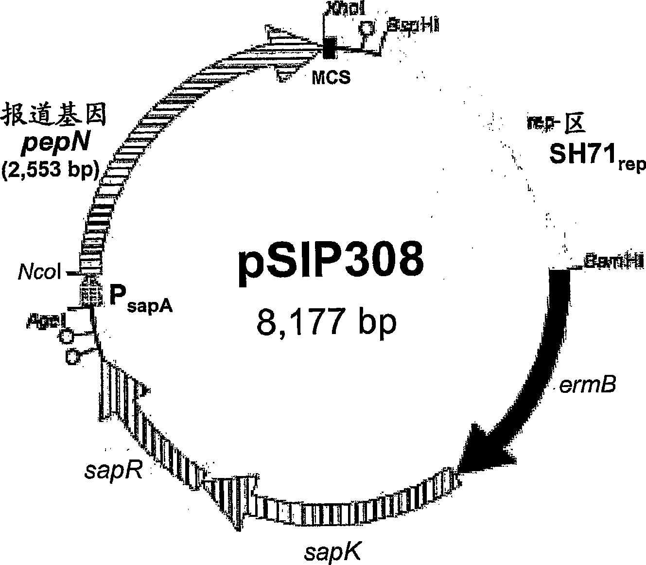 Recombinant lactobacillus and use of the same