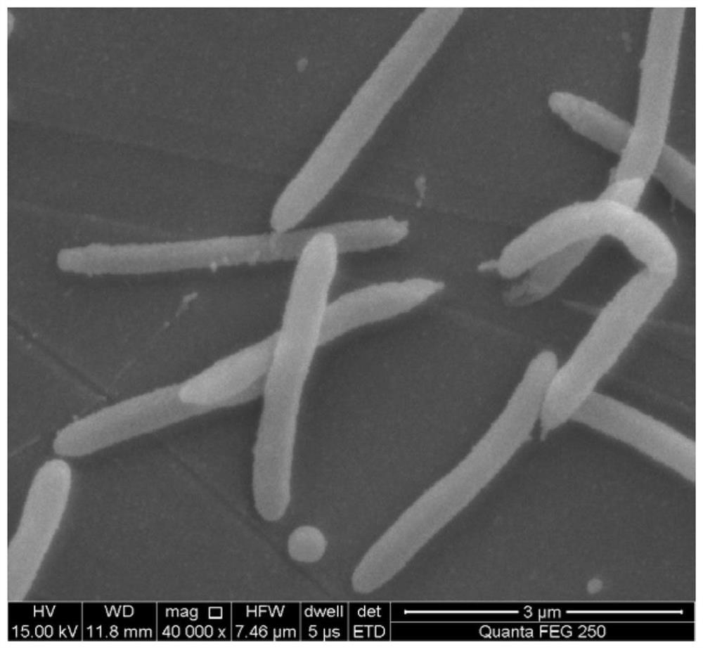 Bacillus longum lysinus, microbial agent, biocontrol agent, preparation method and application thereof