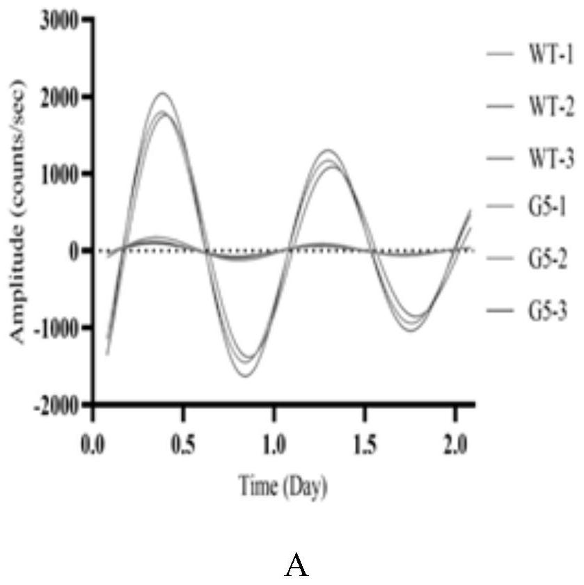 Bmal1 gene mutant cell strain as well as construction method and application thereof