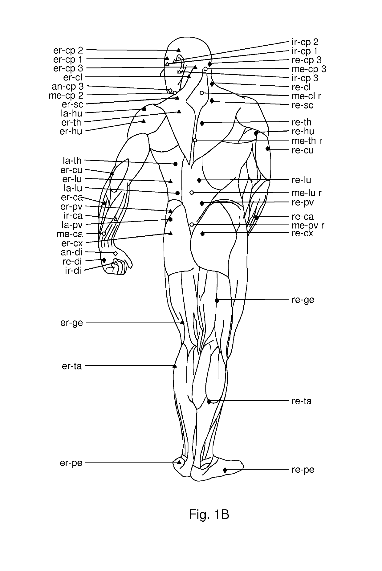 Use of hyaluronidase for treatment of muscle stiffness