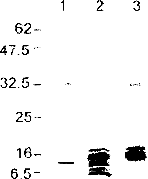 Antibodies against fibroblast growth factor 23