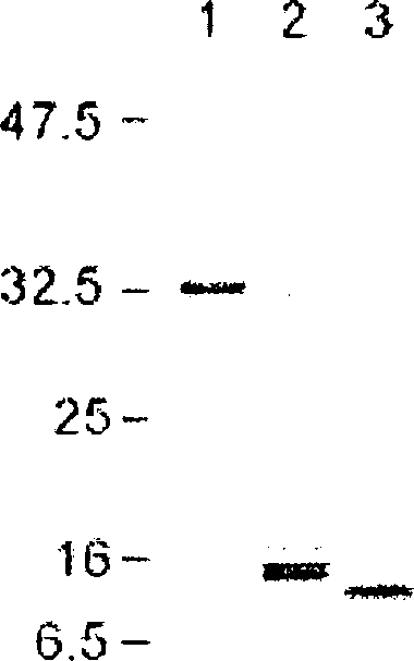 Antibodies against fibroblast growth factor 23