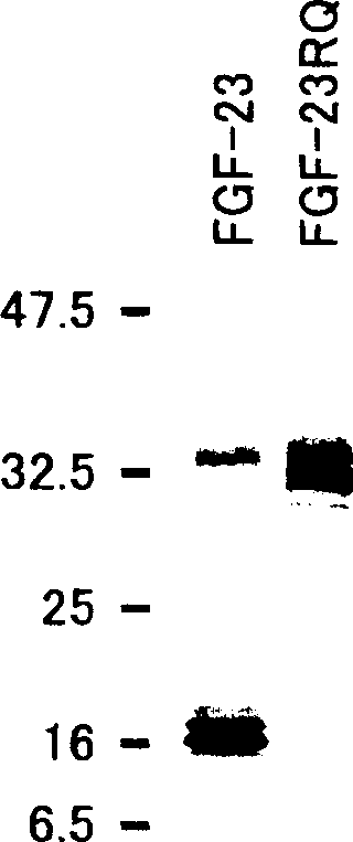 Antibodies against fibroblast growth factor 23