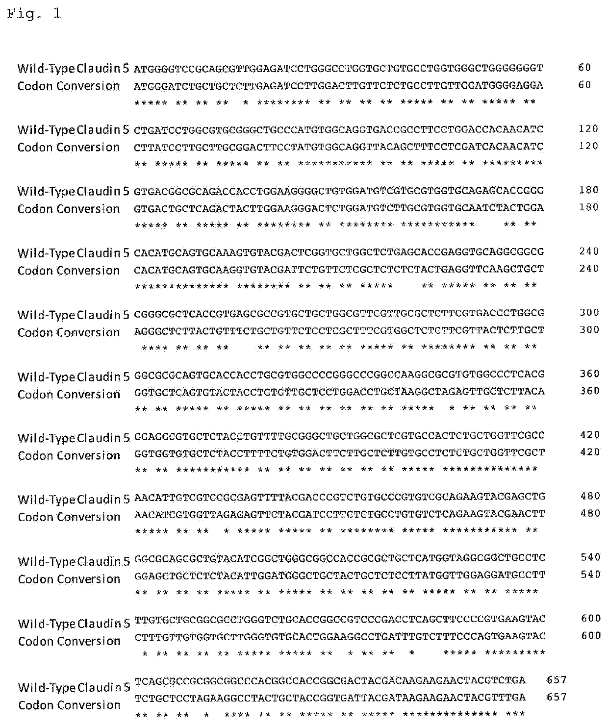 Claudin 5 antibody, and medicine containing said antibody