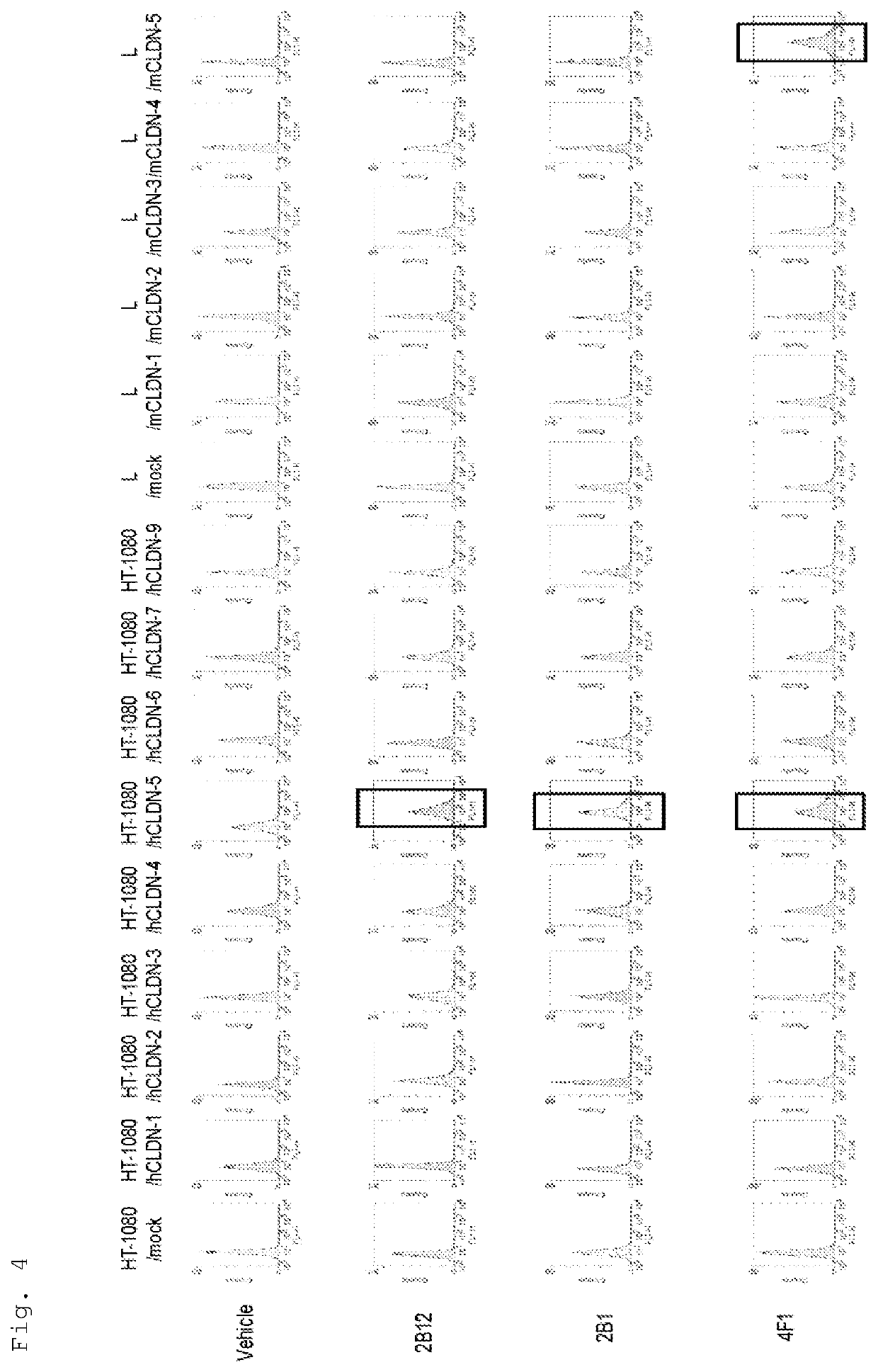 Claudin 5 antibody, and medicine containing said antibody