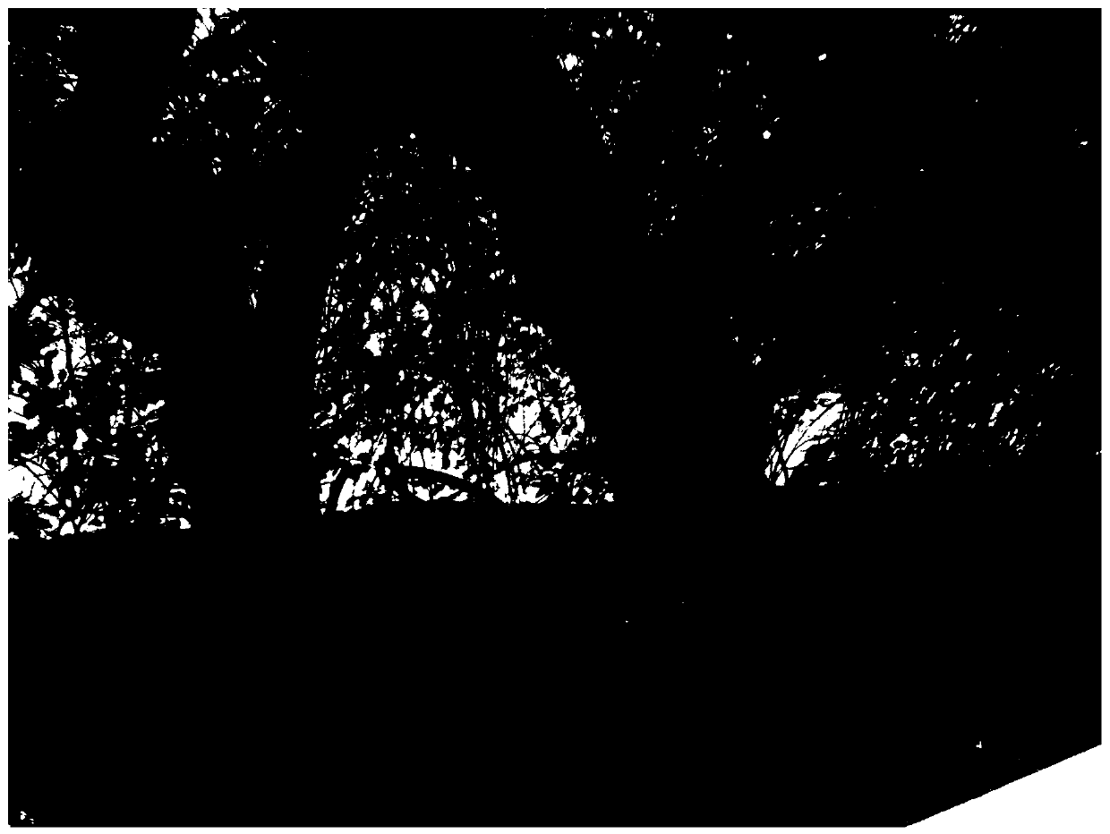 Method for rejuvenating bougainvillea speetabilis plants for greening overpass