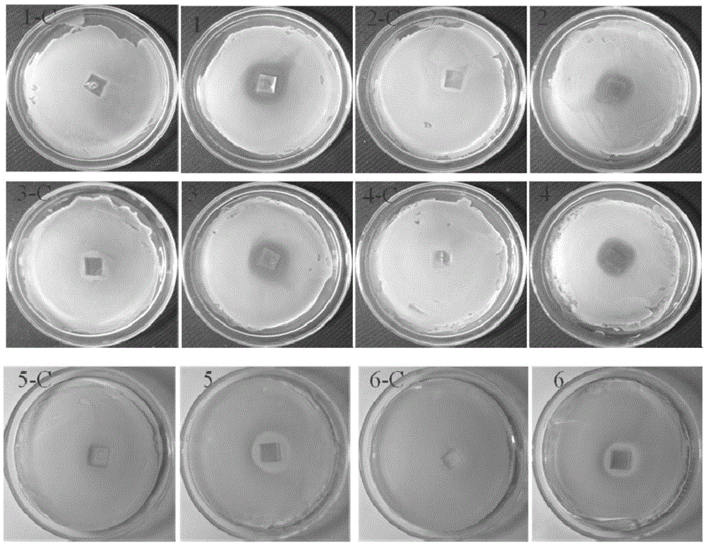 Preparation method of biodegradable polyurethane acrylate carrier released by coating medicine