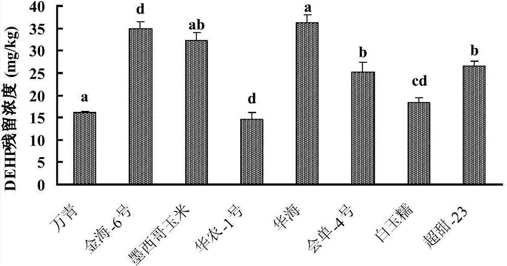 Phytoremediation method for soil polluted by phthalic acid ester