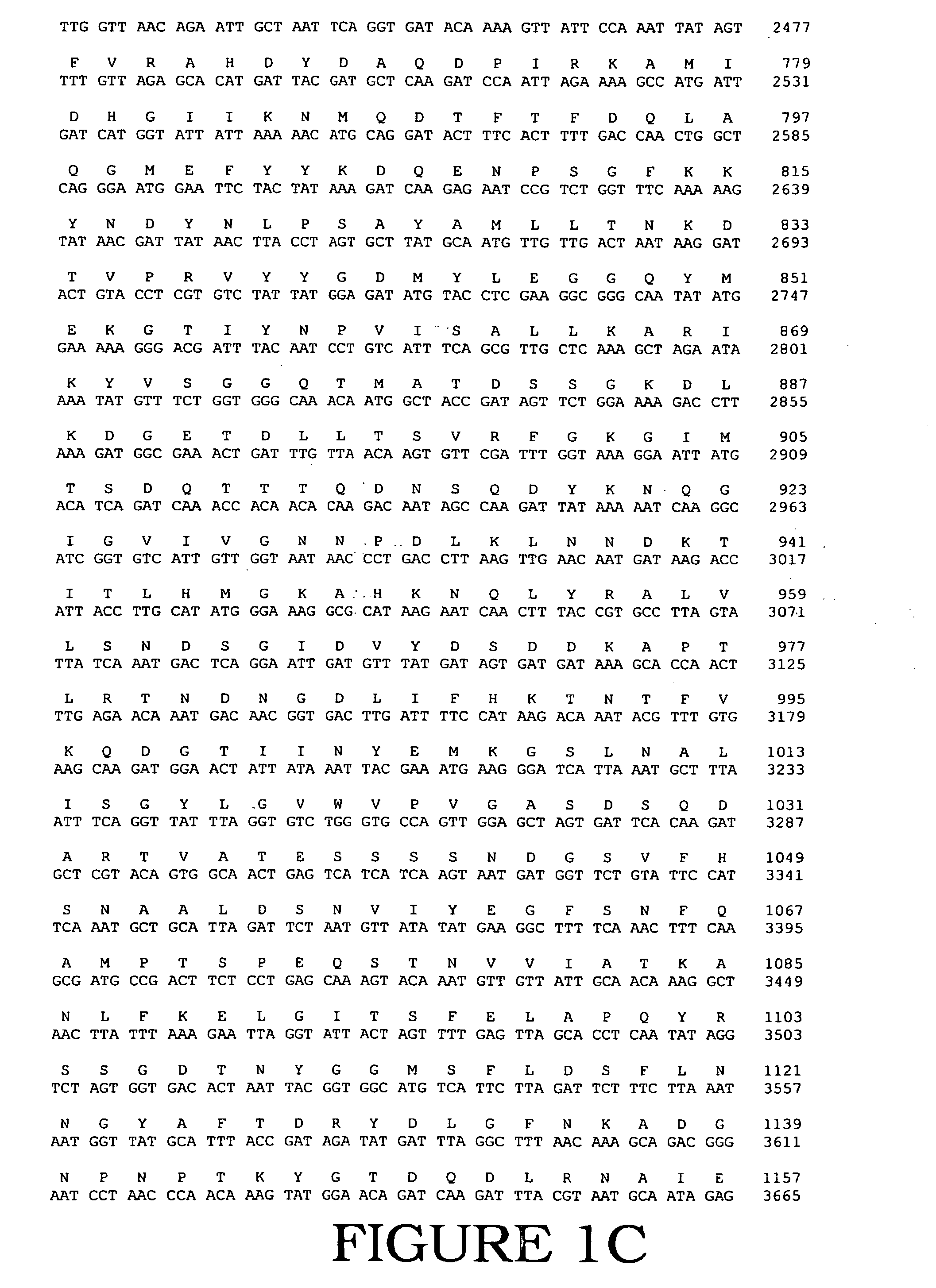 Fully active alternansucrases partially deleted in its carboxy-terminal and amino-terminal domains and mutants thereof