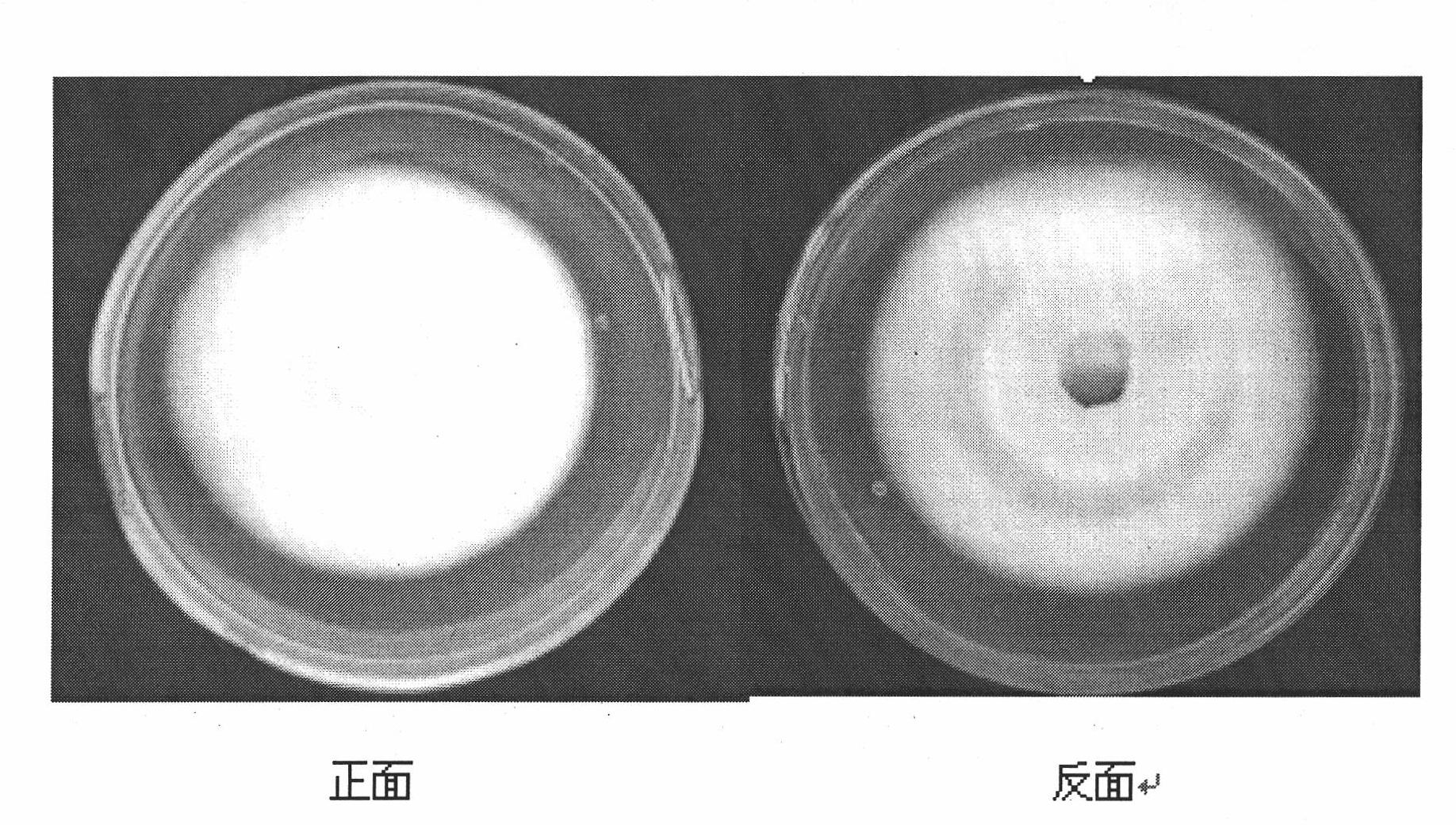 Efficient stable indoor inoculation method for Ustilaginoidea virens and special strain