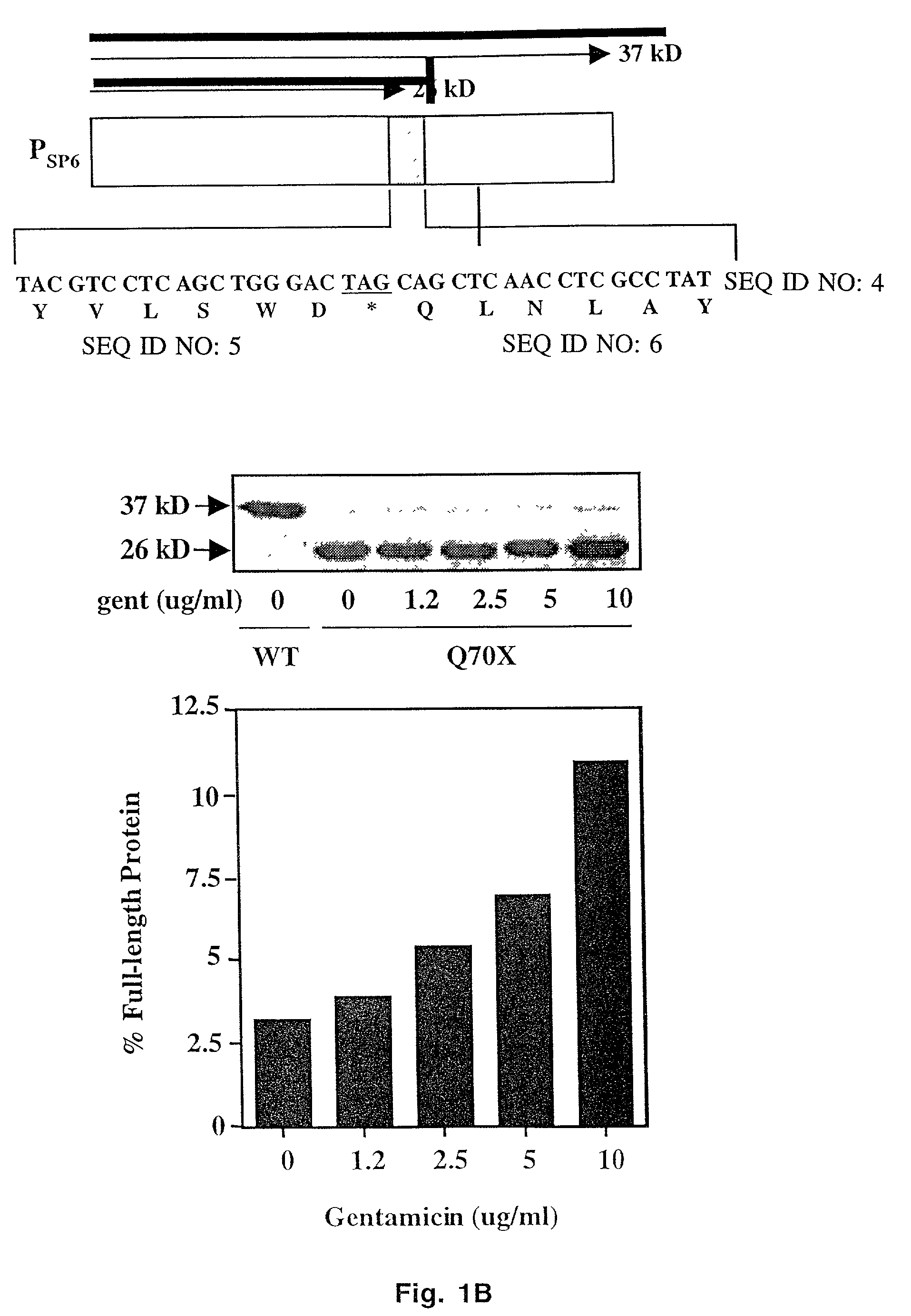 Aminoglycoside treatment for lysosomal storage diseases