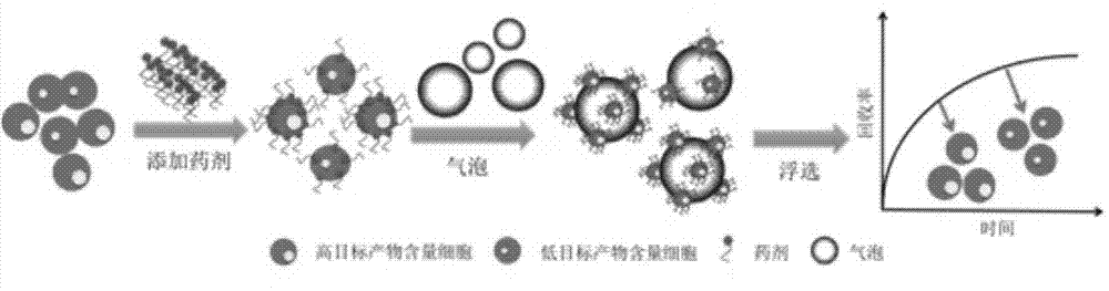 Method for sorting microalgae at high throughput