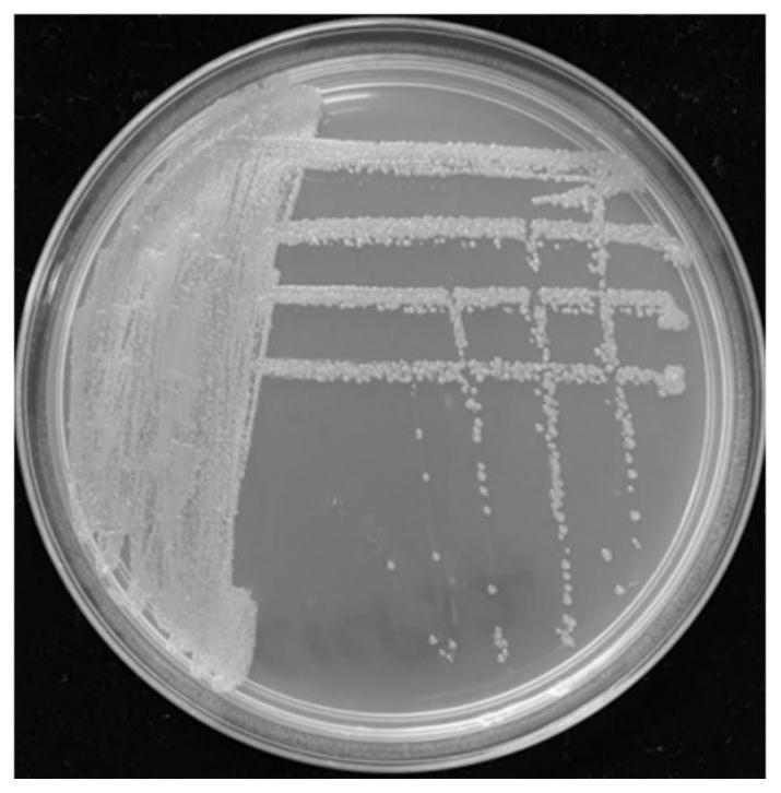 Actinomycete strain SCAUT011 and application thereof