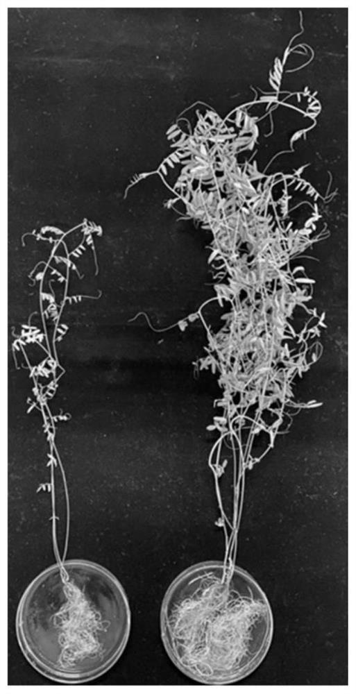 Actinomycete strain SCAUT011 and application thereof