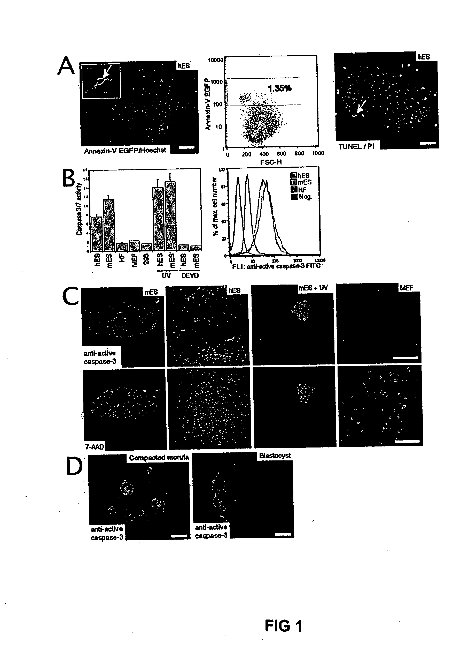 Differentiation of pluripotent embryonic stem cells