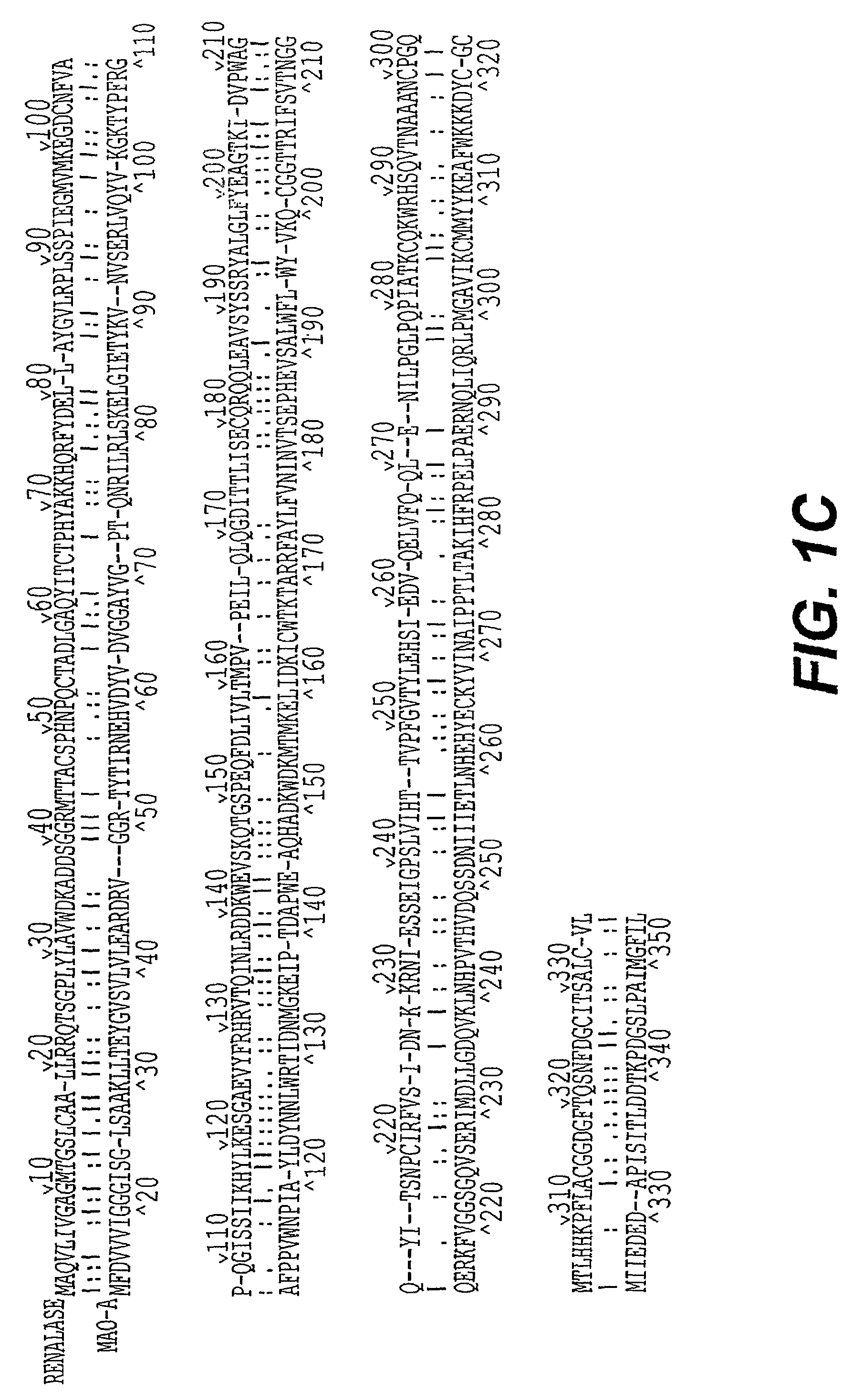 Detection, isolation and uses of renalase (monoamine oxidase c)