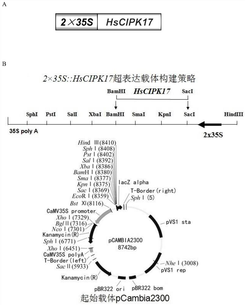 Application of wild barley hscipk17 on the Qinghai-Tibet Plateau in improving rice resistance/tolerance to abiotic stress