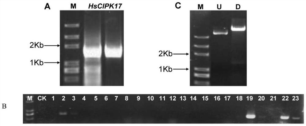 Application of wild barley hscipk17 on the Qinghai-Tibet Plateau in improving rice resistance/tolerance to abiotic stress