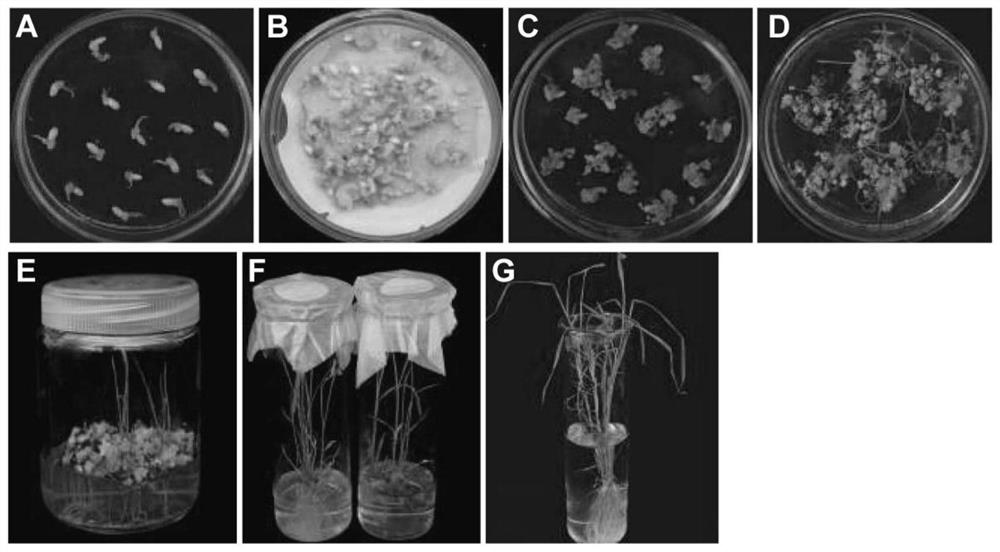 Application of wild barley hscipk17 on the Qinghai-Tibet Plateau in improving rice resistance/tolerance to abiotic stress