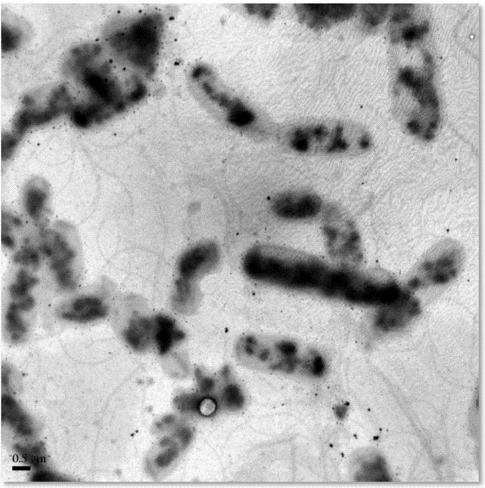 Strain GX-3 and method for recycling nano gold from gold-ion-bearing wastewater