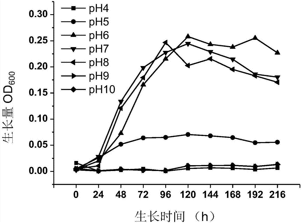 Strain GX-3 and method for recycling nano gold from gold-ion-bearing wastewater