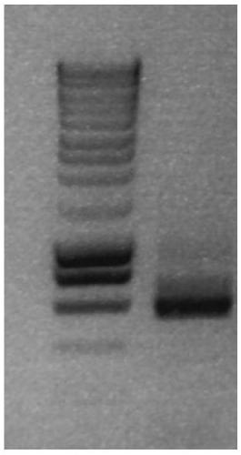 In-situ hybridization method for dianthus chinensis