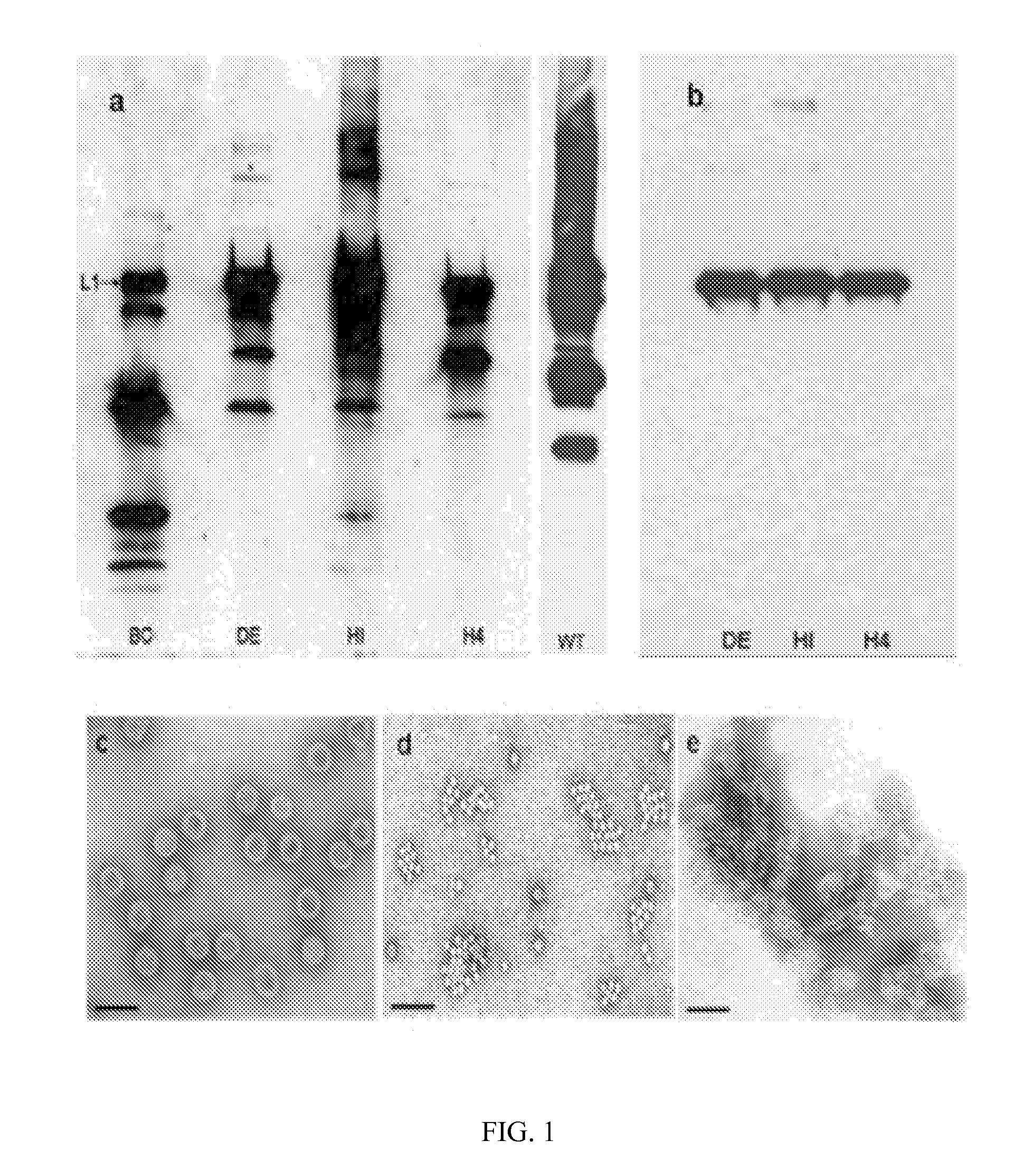 Polyionic papilloma virus-like particle (VLP) vaccines