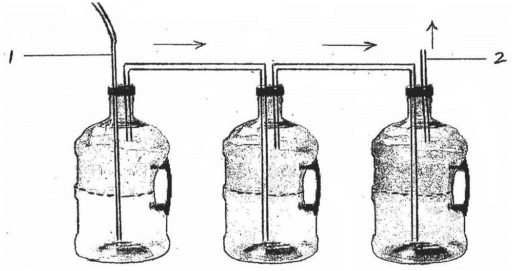 Chaetoceros minutissismus concentrated culture solution and culture method for culturing Chaetoceros minutissismus