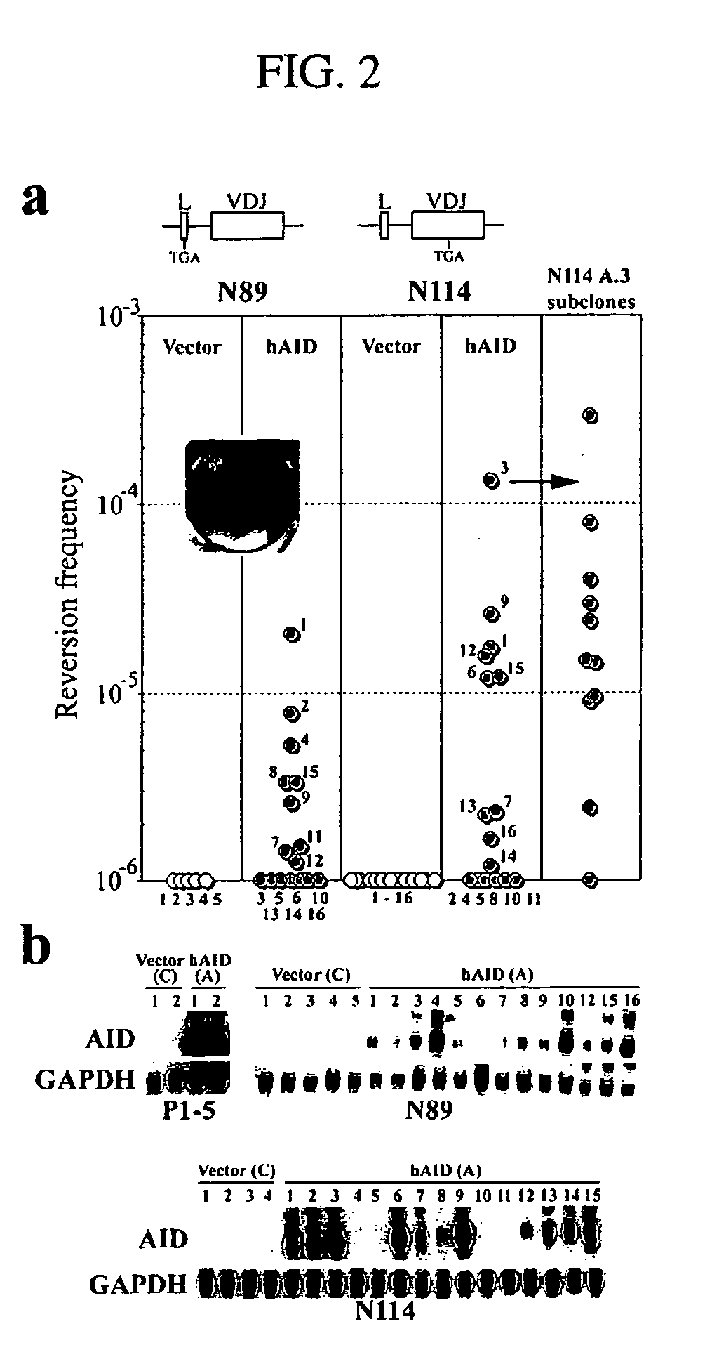 Mutations caused by activation-induced cytidine deaminase