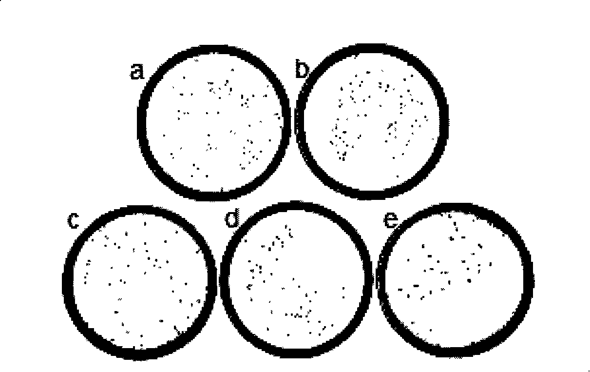 Antisense nucleic acid of resistant and tolerant dimethoxyphenecillin staphylococcus aureus drug resistant gene