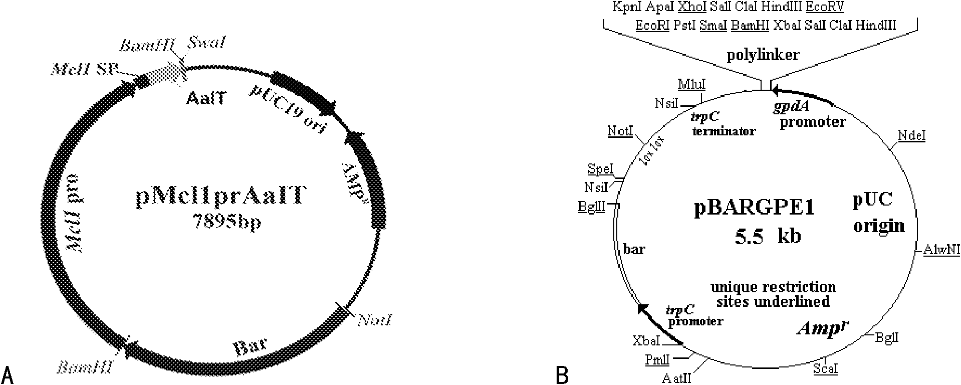 Polynucleotide sequences encoding scorpion toxin and transformed insecticidal fungi