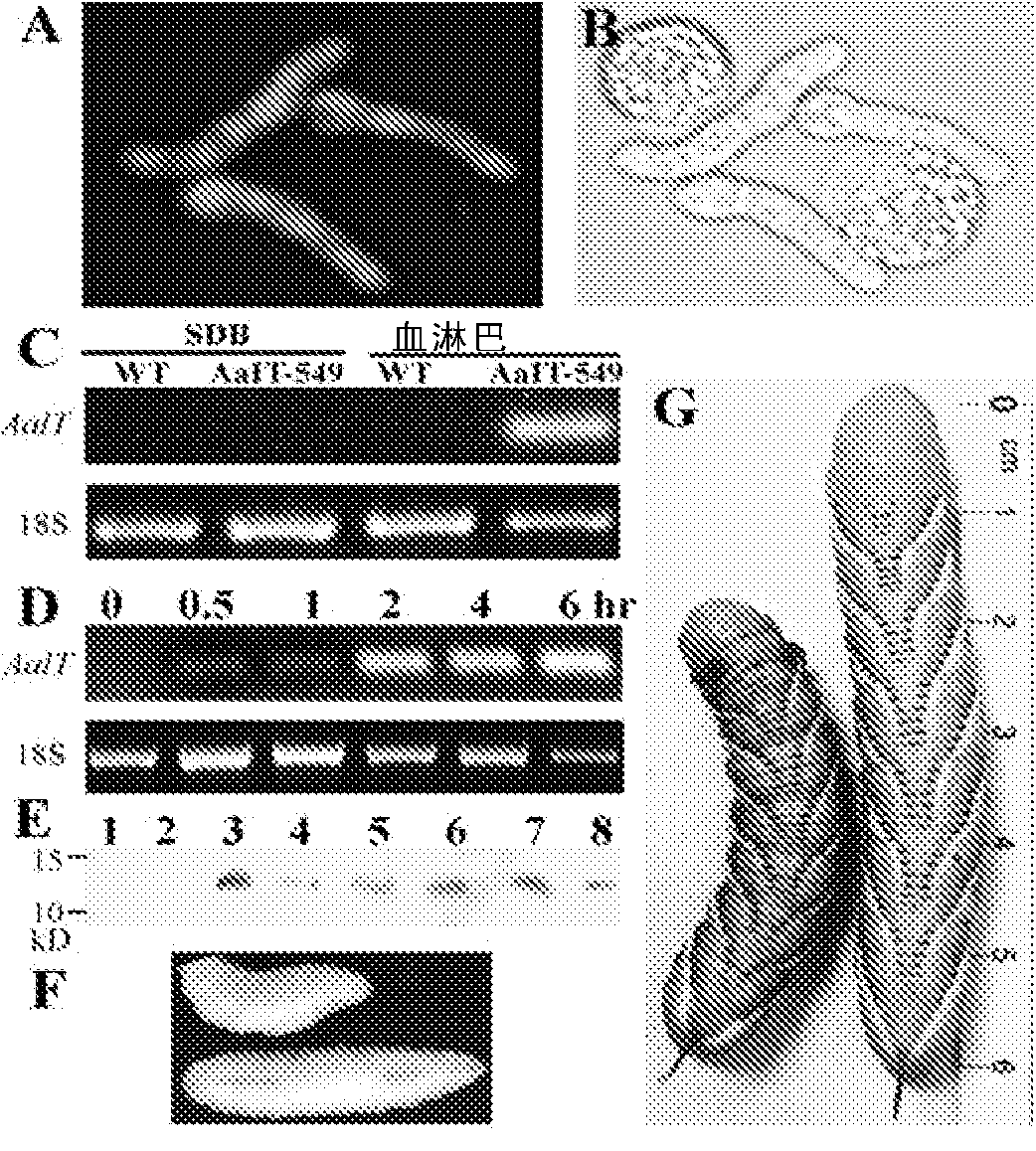 Polynucleotide sequences encoding scorpion toxin and transformed insecticidal fungi